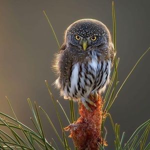 Meet your Posher, Marcia